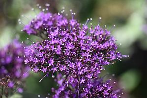 2025-08150112 Tower Hill Botanic Garden, MA